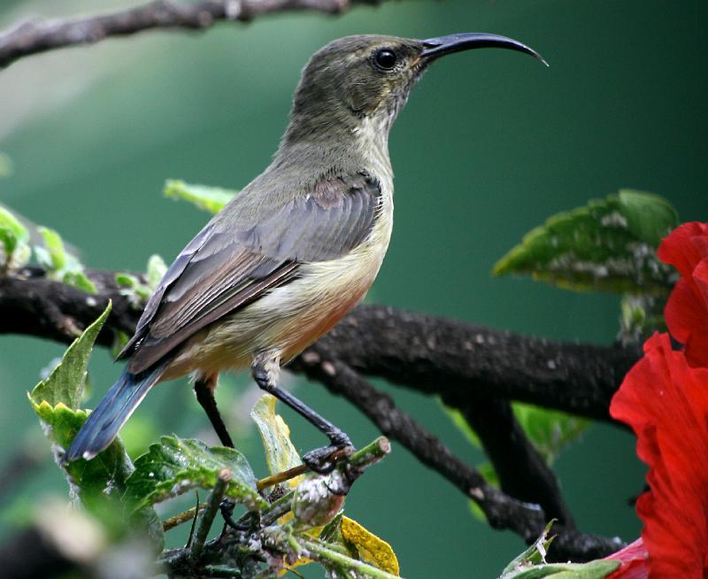 Suikerbekkie by blom2.jpg - Witpenssuikerbekkie wyfie Klaar geeet..